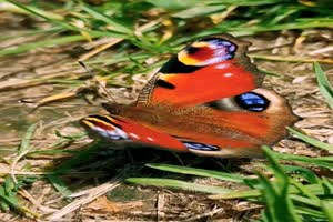 Ein wunderschner Schmetterling