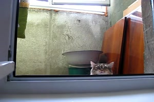 Von der Katze beobachtet