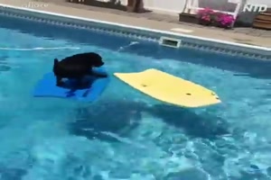 Hunde lieben Wasser