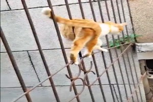 Katze fdelt sich durch Zaun