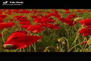 Nice pictures with poppies - Mohnblumen