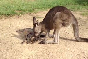 Känguru und Katze verstehen sich gut