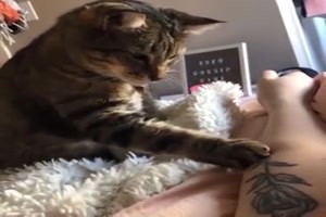Katze untersucht Tattoo