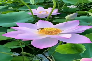 Wunderschöne-Blüten.mp4 auf www.funpot.net