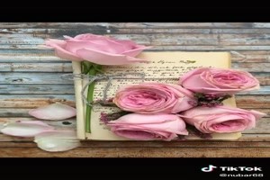 Pink roses - Rosa Rosen