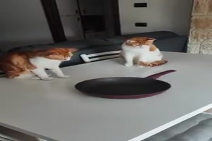 Katzen spielen mit Pfanne