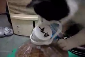 Katze holt sich was sie will