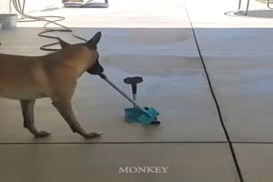 Hund macht sauber