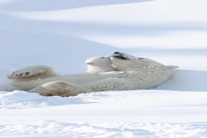 Eisbär-mit-Baby.mp4 auf www.funpot.net