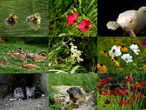 Summer in the Country - Sommer auf dem Land