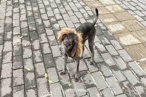 Hund mit schicker Frisur