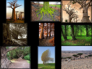 Les-arbres.pps auf www.funpot.net