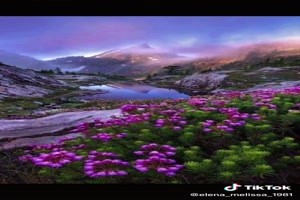 Nature & Flowers - Natur & Blumen