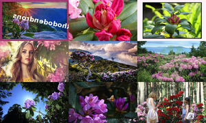 Rhododendrons - Rhododendren
