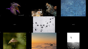 Bird Photographer of the Year 2022 Winners (2-2)