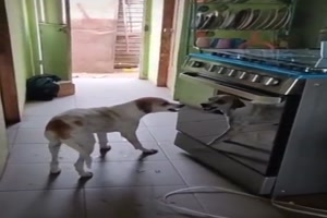Hund knurrt sich selber an