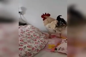 Der-Wecker-kommt-ans-Bett.mp4 auf www.funpot.net