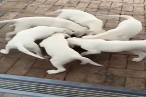 Hunde fressen im Kreis