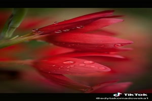 Amazing shots (flowers) - Erstaunliche Aufnahmen