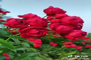 Belles fleurs - Schne Blumen