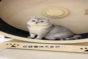Katze-wiegt-sich.mp4 auf www.funpot.net