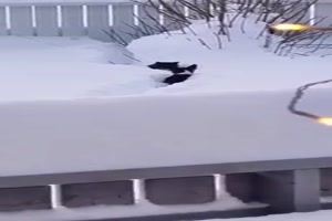 Hund hilft Katze im Schnee