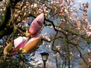 Magnolia - Magnolie ... nicht blttern