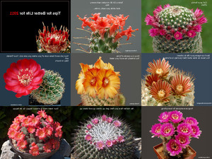 Cactus Blooms(1)