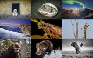 Nature Photographer of the Year 2022 - ...