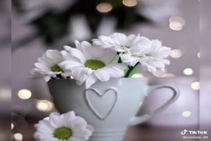 White flowers(relaxing music) - Weiße Blumen
