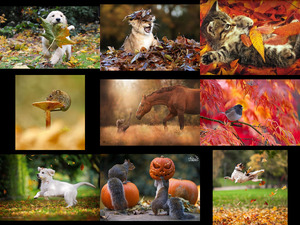 autumnanimals