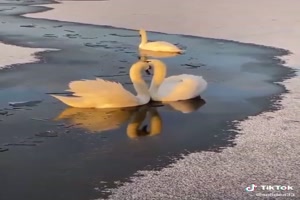 Beautiful Swans - Schne Schwne