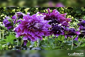 Beautiful flowers,Dahlias - Schne Blumen, Dahlien