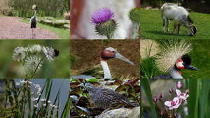 Rond kijken rondgang (Dieren & Bloemen) - Tiere und Blumen