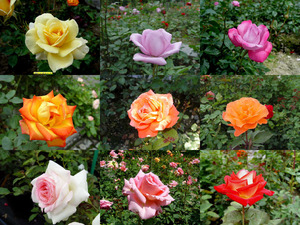 Roses just for you - Rosen nur fr dich