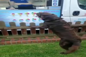 Labrador freut sich auf Eiswagen