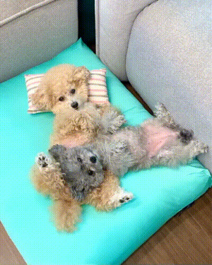 Niedliche Hunde