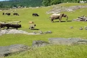 Elephant Slon
