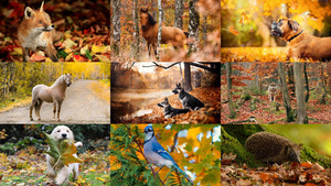 Animals in Autumn