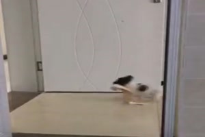 Hund räumen um