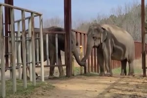 Liebe Elefanten