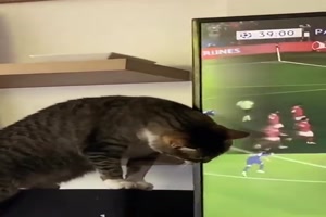 Katze vs. Fernseher