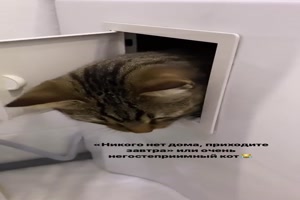 Katze im Kasten