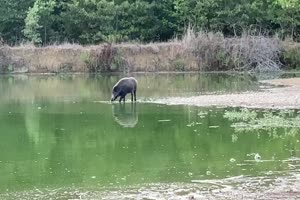 Wildschwein auf dem Wasser