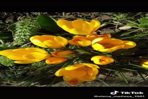 Krokus bloemen - Krokusblüten
