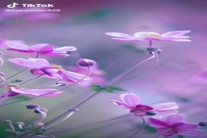 Lovely flower mix - Schöne Blumenmischung