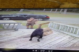 Hund freut sich über Paket