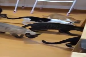 Katzen und der Wischroboter