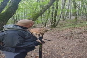 Der Chef des Waldes röhrt den Weg frei