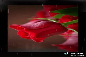 Roses in the rain - Rosen im Regen